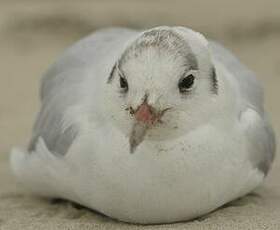 Mouette rieuse