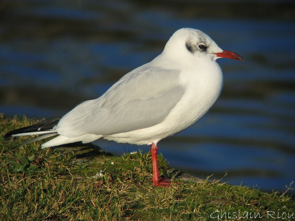 Mouette rieuse