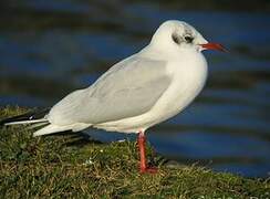 Black-headed Gull