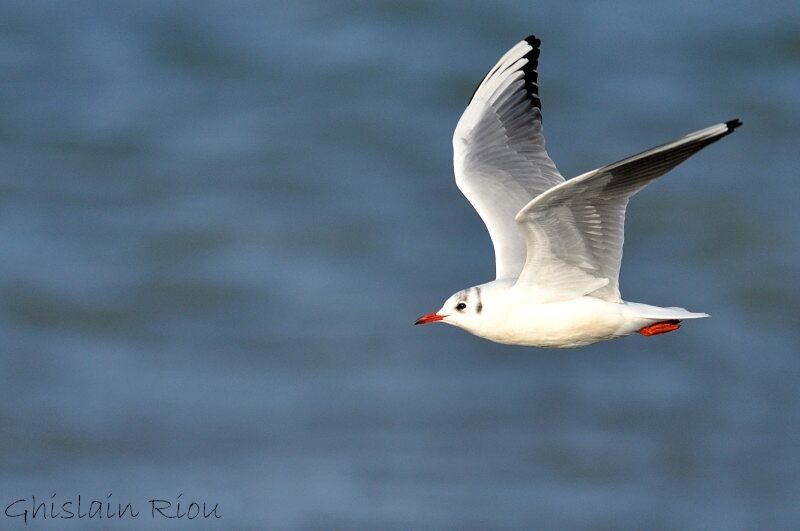 Mouette rieuseadulte internuptial