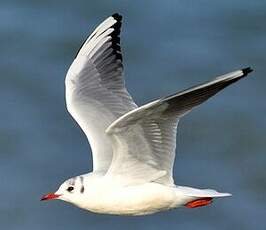 Mouette rieuse