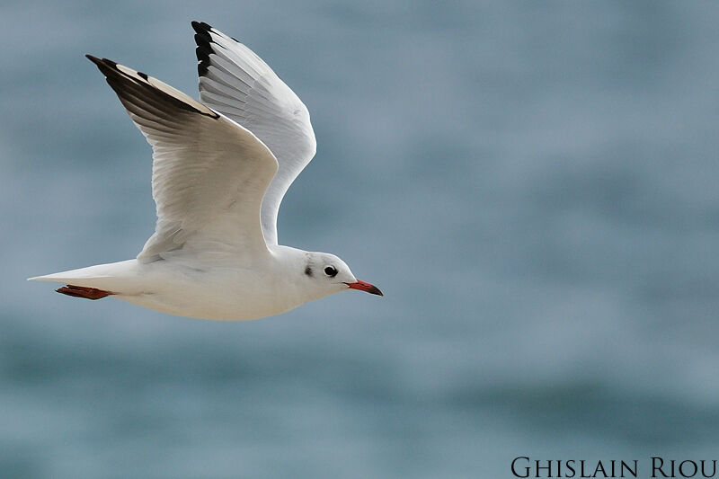 Mouette rieuseadulte internuptial