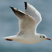 Black-headed Gull