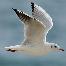 Mouette rieuse