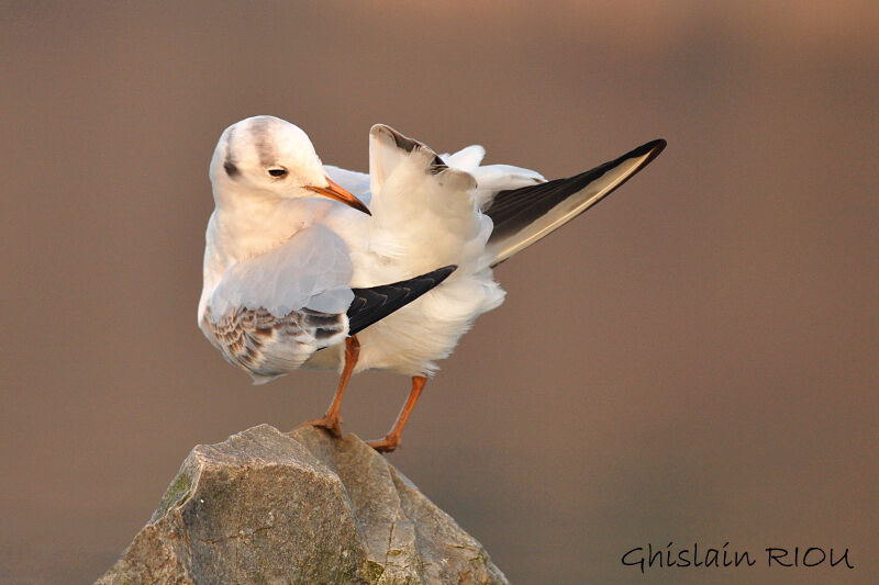 Black-headed Gullimmature