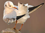 Mouette rieuse