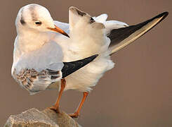 Black-headed Gull