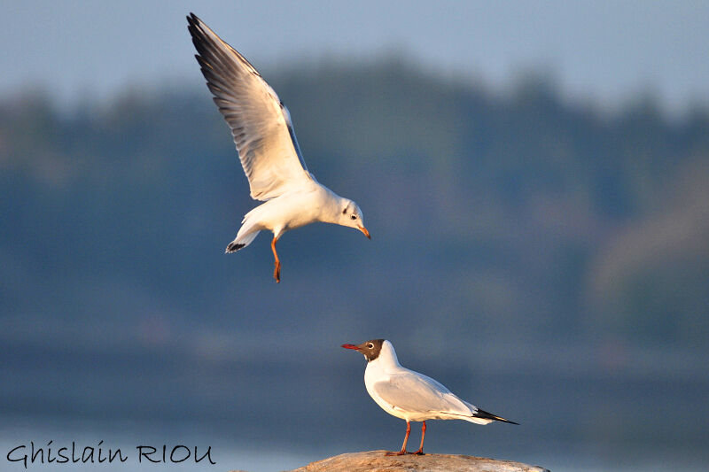 Black-headed Gull