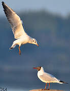 Black-headed Gull