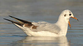 Mouette rieuse