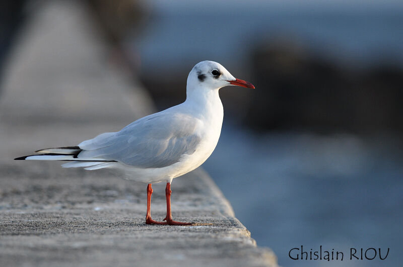 Mouette rieuseadulte