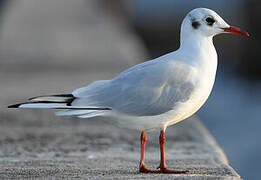 Mouette rieuse