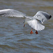 Mouette rieuse