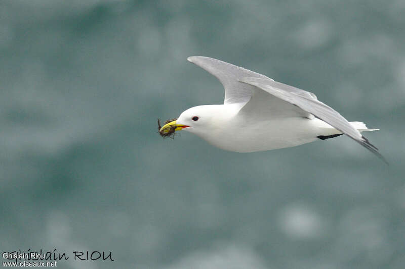 Mouette tridactyleadulte nuptial, Vol, Nidification