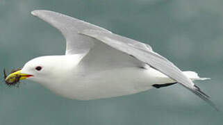 Black-legged Kittiwake