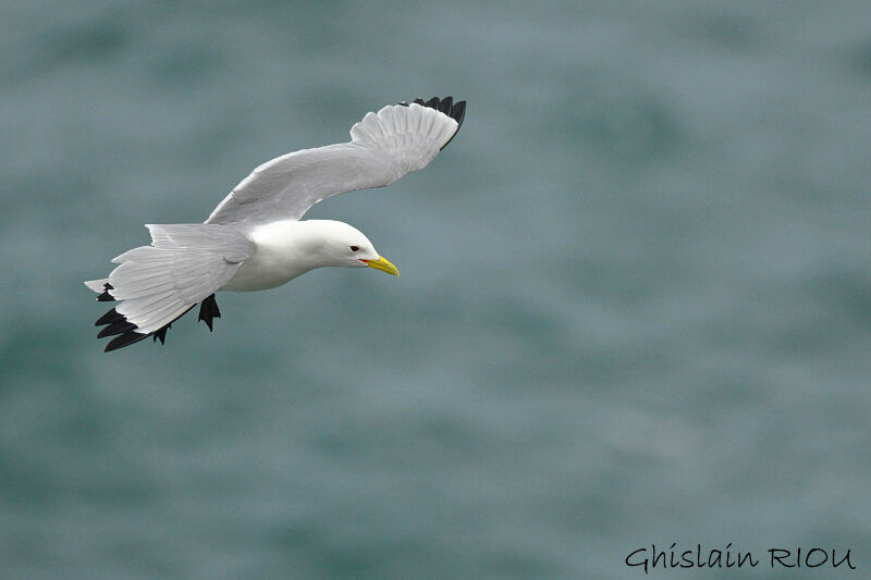 Mouette tridactyle