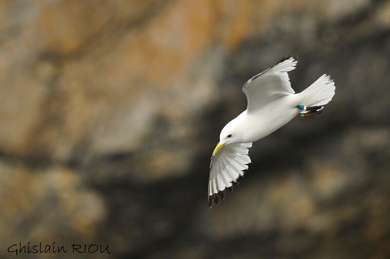 Black-legged Kittiwake