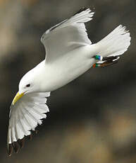 Mouette tridactyle