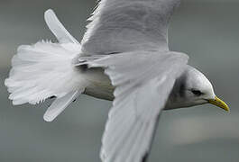 Black-legged Kittiwake