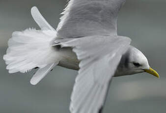 Mouette tridactyle