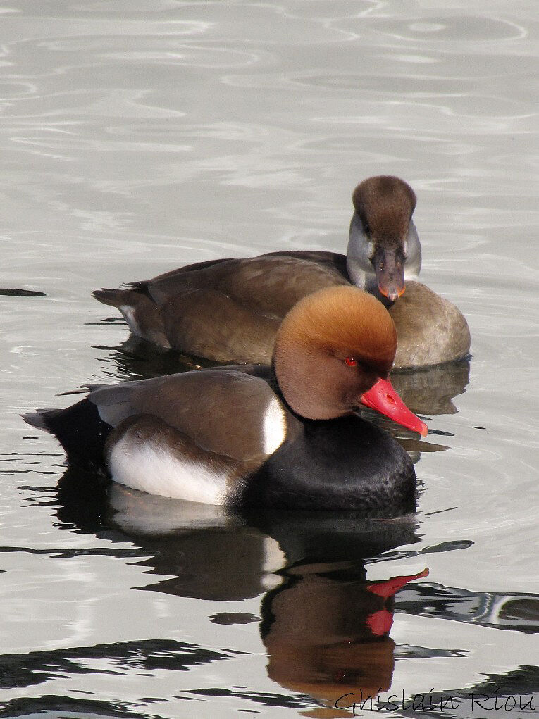 Nette rousse adulte