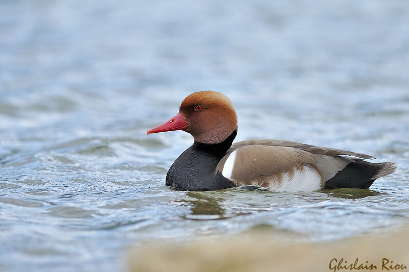 Red-crested Pochard male adult