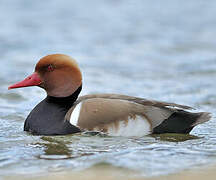 Red-crested Pochard