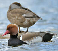 Red-crested Pochard