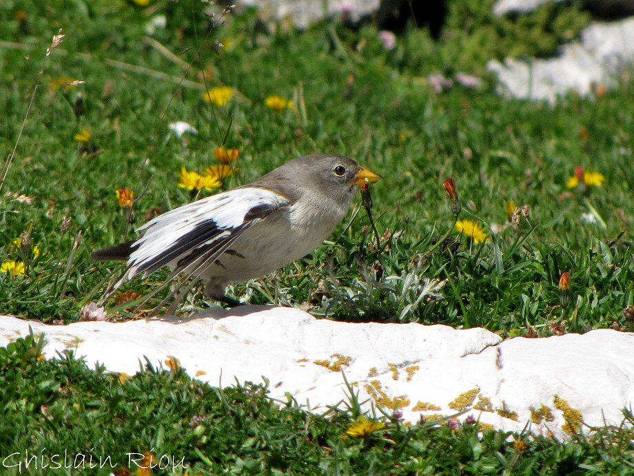 White-winged Snowfinch