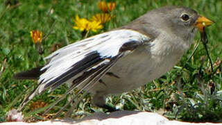 White-winged Snowfinch
