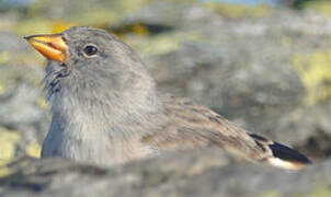 White-winged Snowfinch