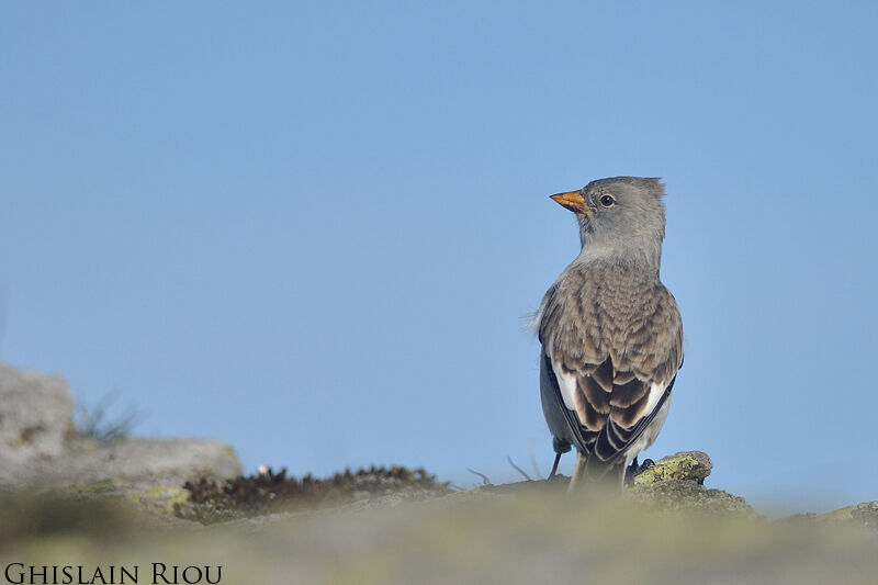 White-winged Snowfinch