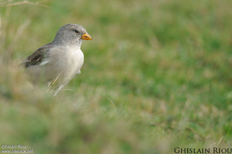 White-winged SnowfinchFirst year, close-up portrait