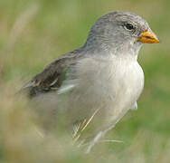 White-winged Snowfinch