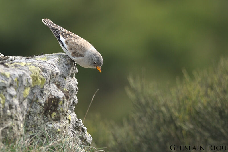 White-winged Snowfinch