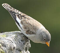 White-winged Snowfinch