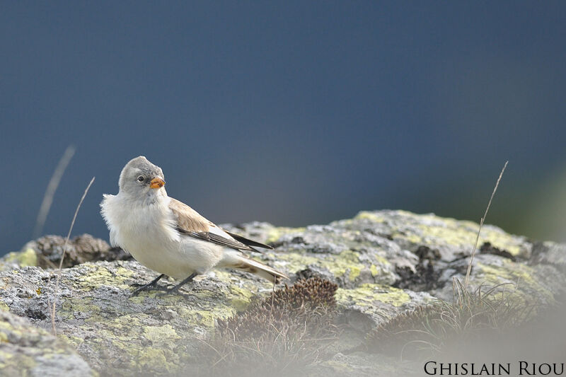 Niverolle alpine