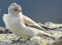 White-winged Snowfinch