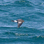 Wilson's Storm Petrel