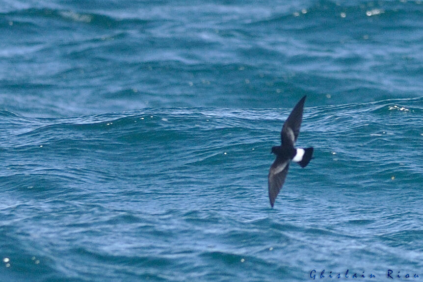 Wilson's Storm Petrel