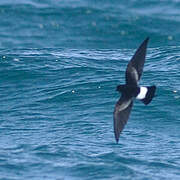 Wilson's Storm Petrel