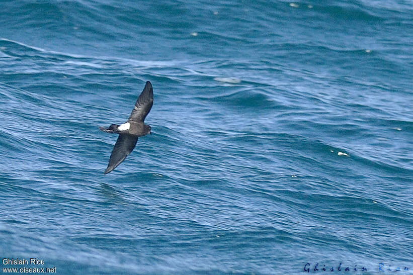 Wilson's Storm Petrel, Flight