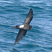 Wilson's Storm Petrel