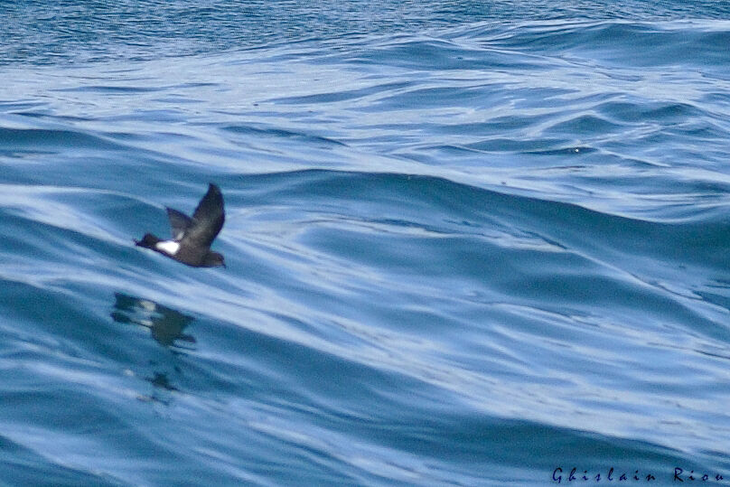 Wilson's Storm Petrel