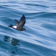 Wilson's Storm Petrel