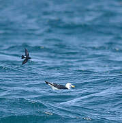 Wilson's Storm Petrel