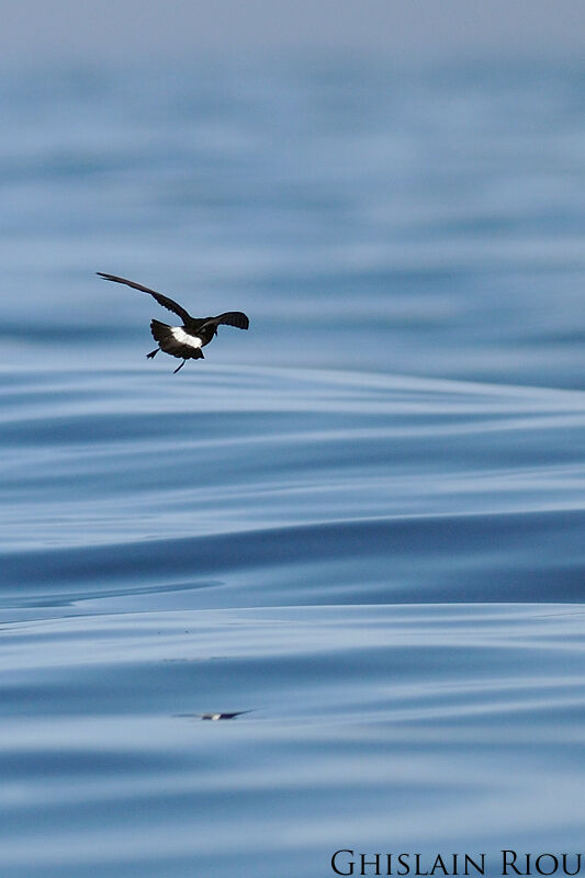 European Storm Petrel