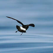 European Storm Petrel