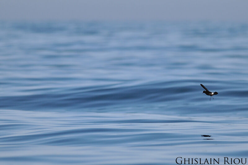 European Storm Petrel