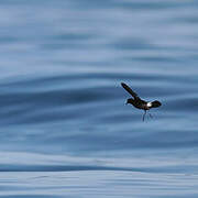 European Storm Petrel